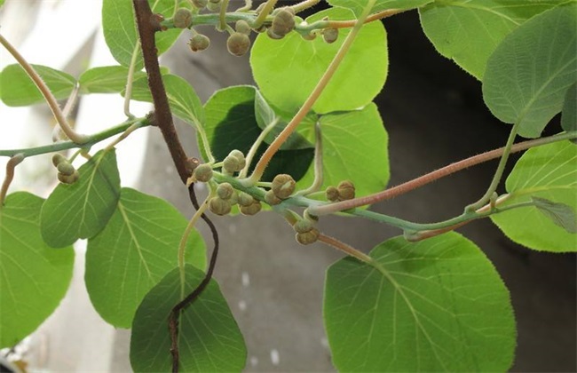 猕猴桃花期前后 管理要点
