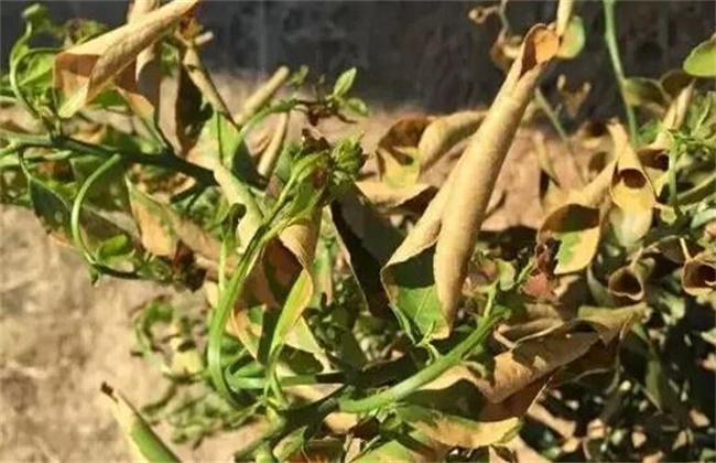 柑橘发生肥害的补救措施