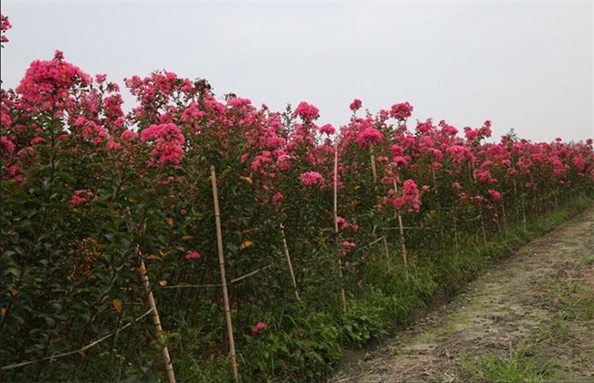 秋季种植什么 秋季蔬菜种植
