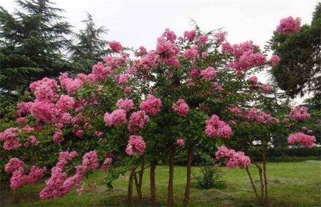 秋季种植什么 秋季蔬菜种植
