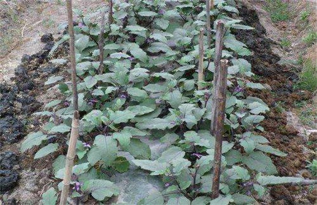 秋后茄子栽培技巧