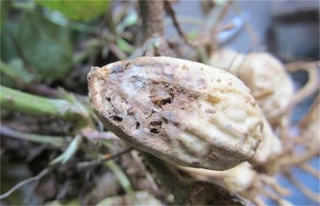 花生烂果原因及解决方法