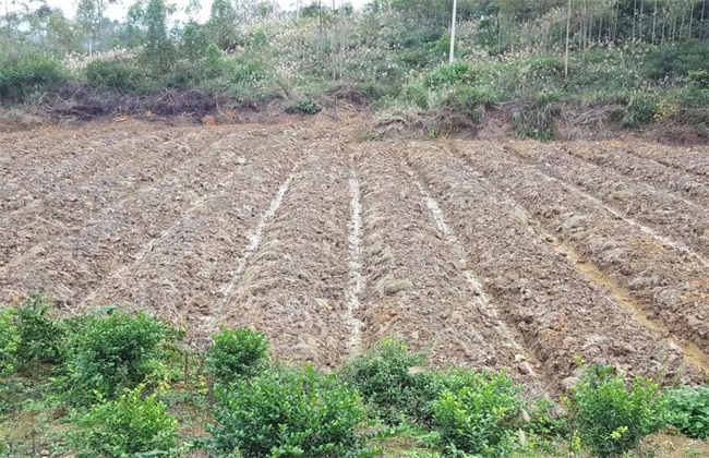 柑橘种植土壤要求 柑橘种植