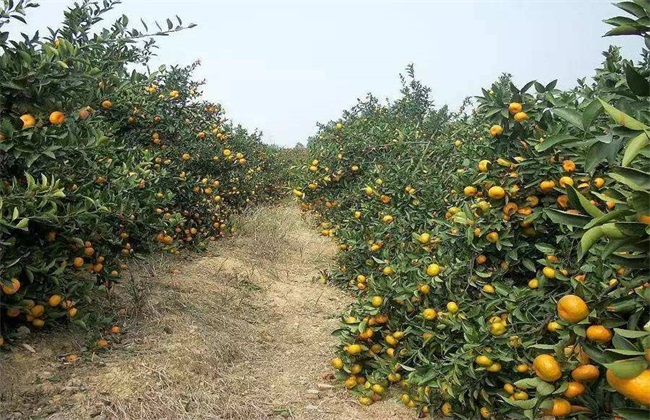 柑橘种植土壤要求 柑橘种植