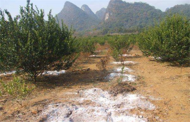 柑橘种植土壤要求 柑橘种植
