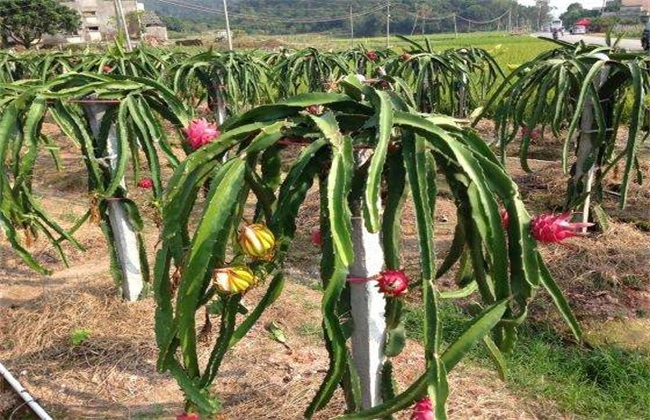 火龙果搭架作用 火龙果搭架