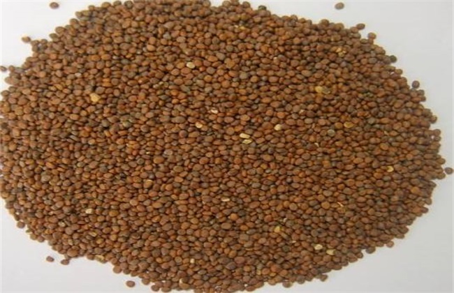 茄子种子催芽方法 茄子催芽