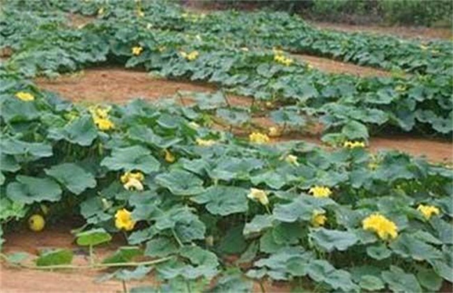 南瓜开花期怎么提高产量