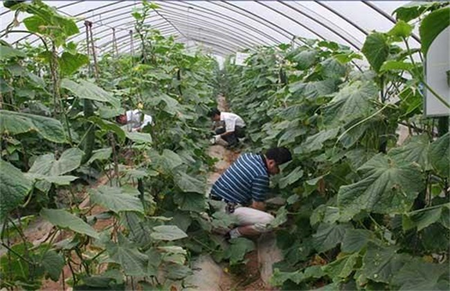 黄瓜施肥注意什么 黄瓜施肥