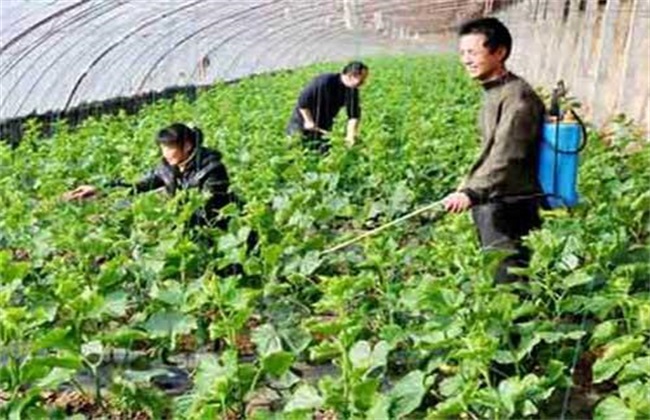 黄瓜施肥注意什么 黄瓜施肥