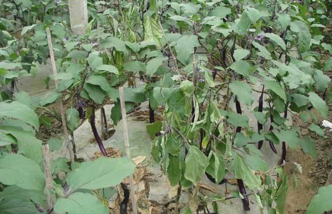 茄子萎焉原因及防治措施