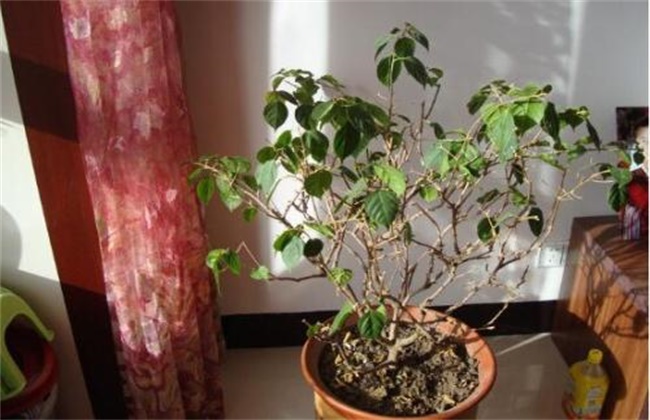 三角梅不开花怎么办