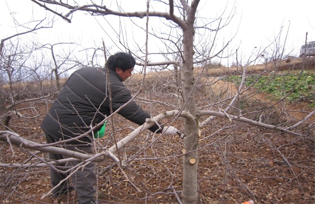 苹果树疏枝时间 疏枝方法