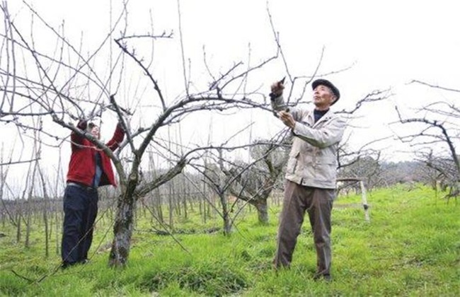 苹果树疏枝时间 疏枝方法