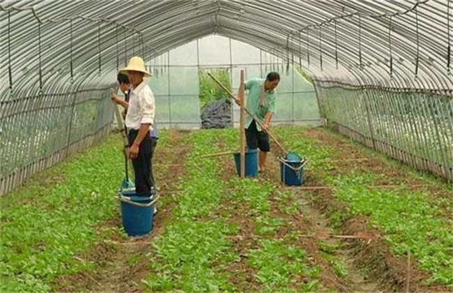 秋白菜该怎么浇水施肥