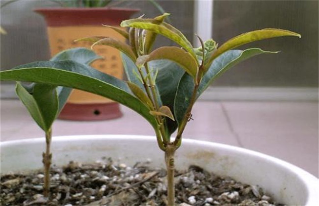 桂花的繁殖方法