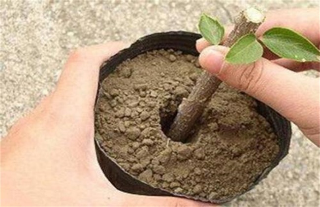 桂花的繁殖方法