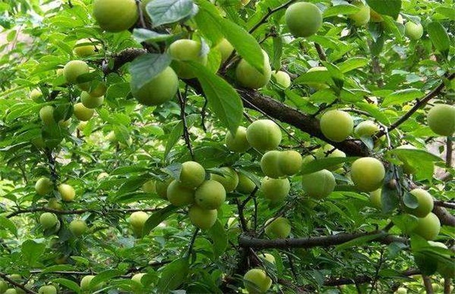 李子树防冻措施 李子树防冻