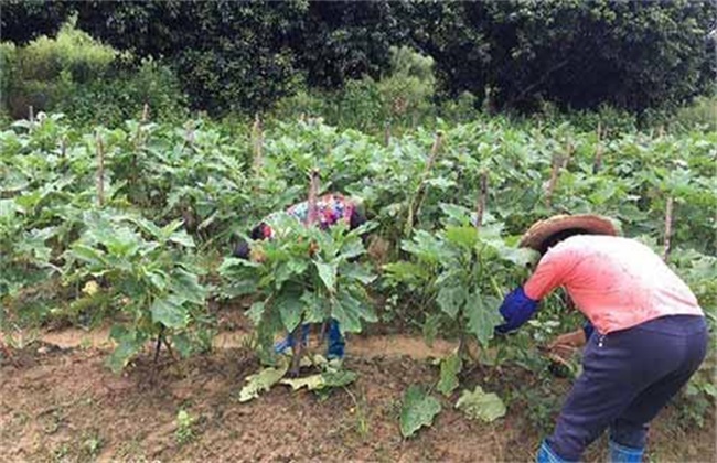 茄子徒长原因及防止措施