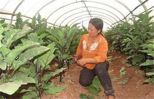 茄子徒长原因及防止措施