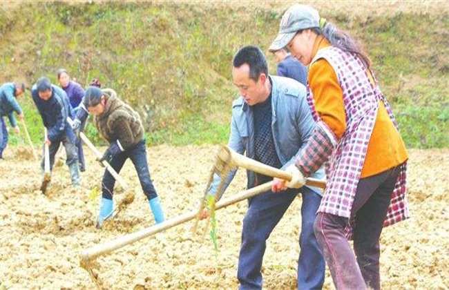 果树栽植如何提高成活率