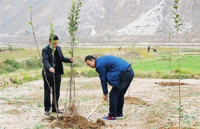 果树栽植如何提高成活率