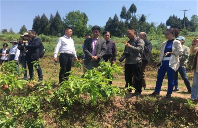 果树栽植如何提高成活率
