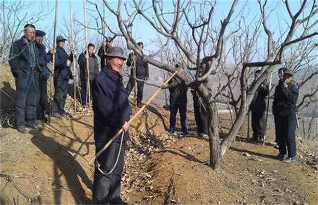 板栗树夏季修剪 板栗树夏剪
