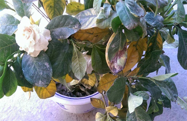 栀子花叶子蔫了 怎么办