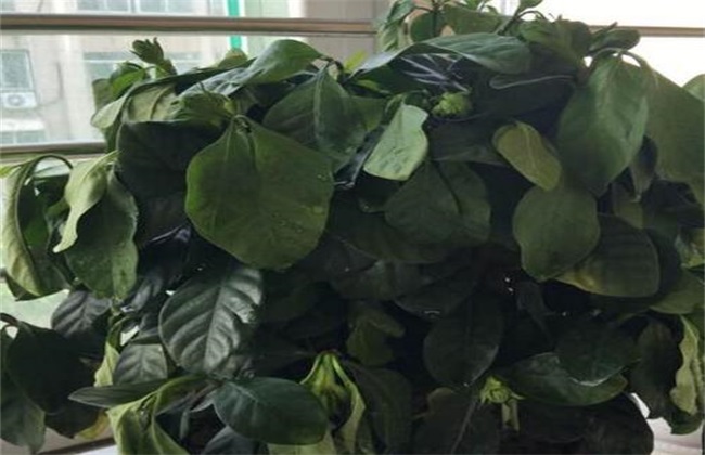 栀子花叶子蔫了 怎么办