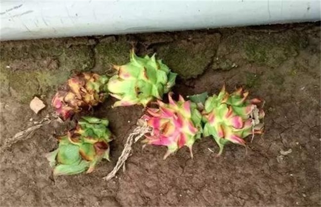 火龙果花皮果原因及防治措施