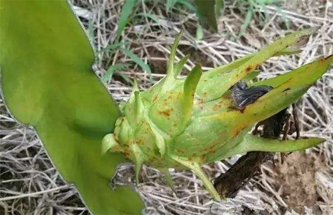 火龙果花皮果原因及防治措施