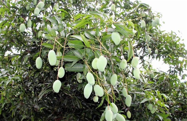 芒果冬季管理 芒果管理技术