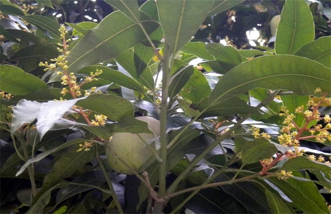 芒果冬季管理 芒果管理技术