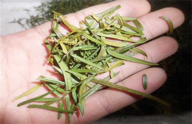 红豆杉掉叶子原因 红豆杉掉叶