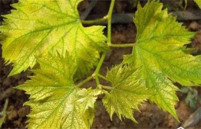 豆角缺素症状 豆角缺素