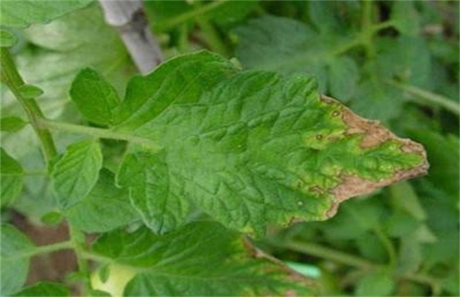 豆角缺素症状 豆角缺素