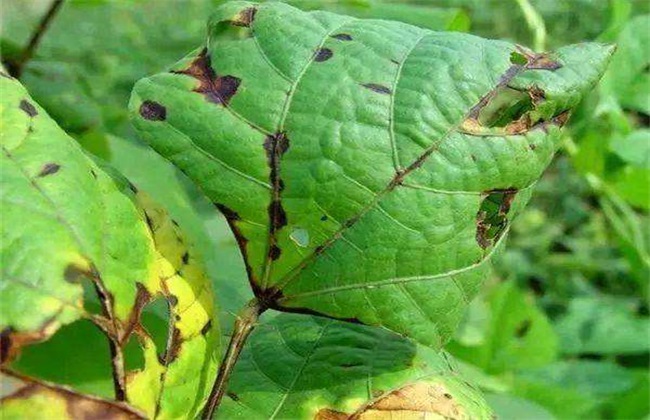 豆角缺素症状 豆角缺素