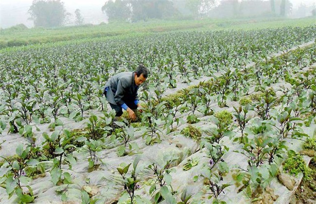 茄子施肥注意事项 茄子施肥