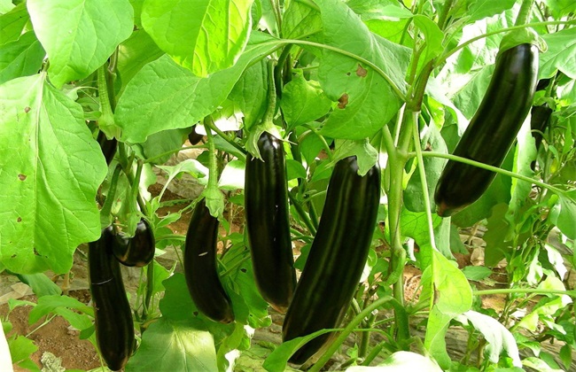 茄子施肥注意事项 茄子施肥