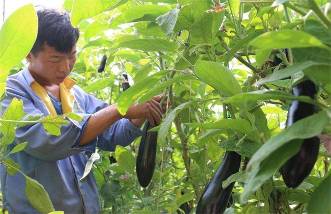 茄子施肥注意事项 茄子施肥
