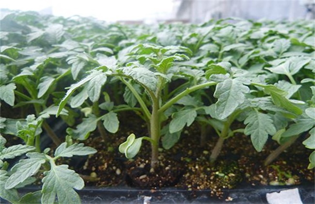 秋冬茬番茄 番茄栽培技术