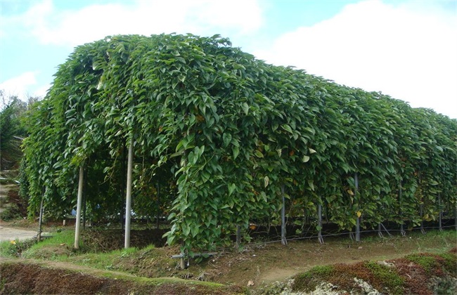 山药生长温度 山药温度要求