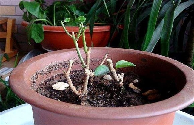 茉莉冬天该怎么养