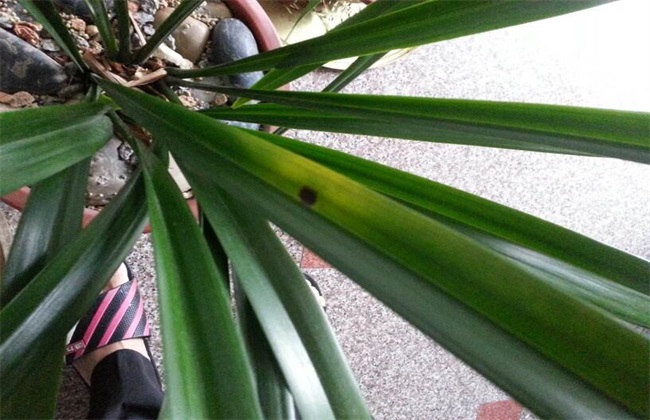 兰花叶子开裂 怎么回事