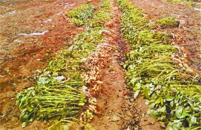 花生种植注意事项 花生种植