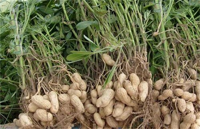 花生种植注意事项 花生种植