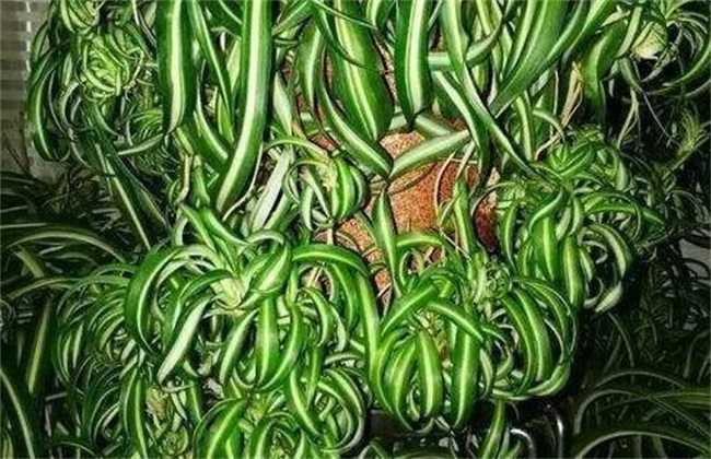 吊兰卷叶原因 吊兰卷叶