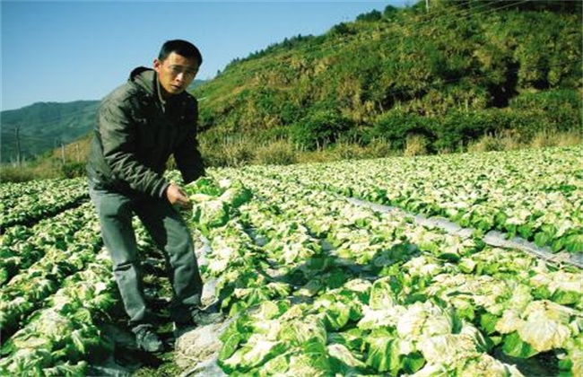 大白菜的低温冻害防治措施
