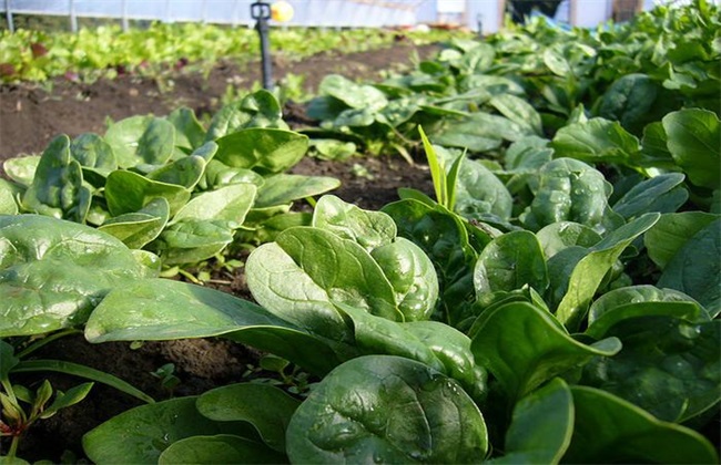 越冬菠菜施肥 菠菜施肥